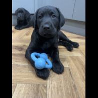 Labrador Retriever - Dogs