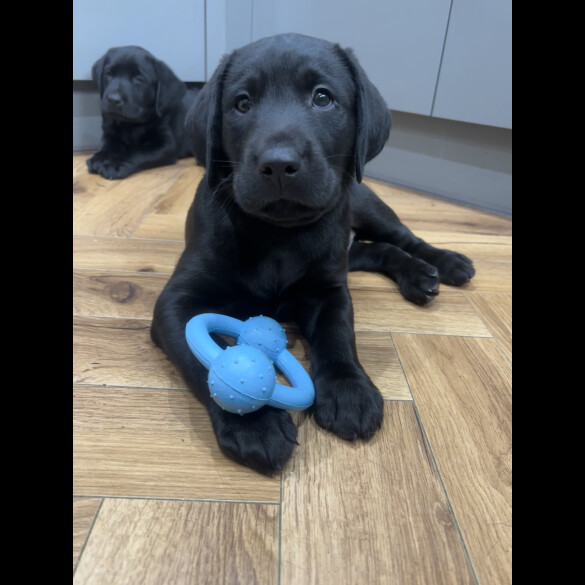 Labrador Retriever - Dogs