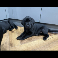 Labrador Retriever - Dogs