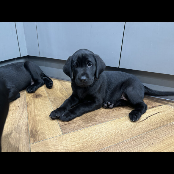 Labrador Retriever - Dogs