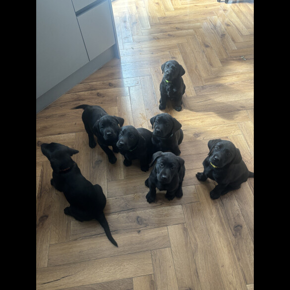 Labrador Retriever - Dogs