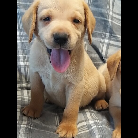 Labrador Retriever - Both