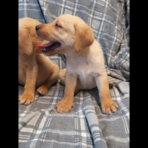 Labrador Retriever - Both