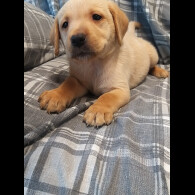 Labrador Retriever - Both