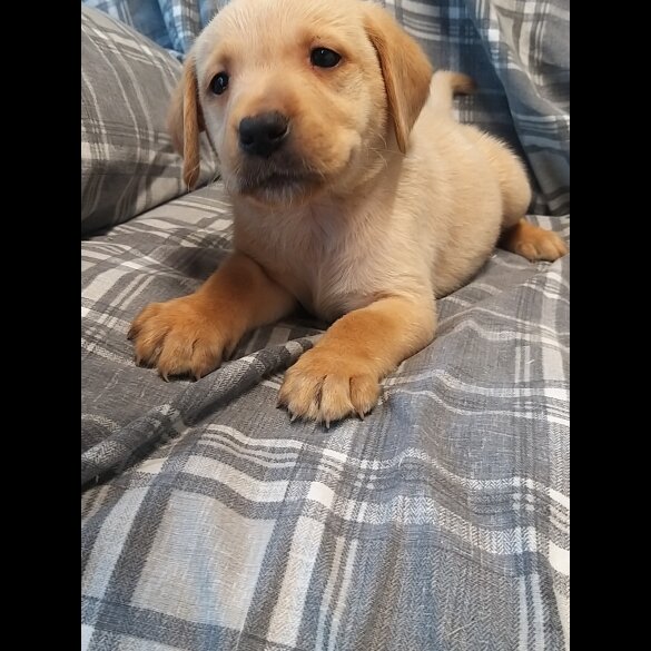 Labrador Retriever - Both
