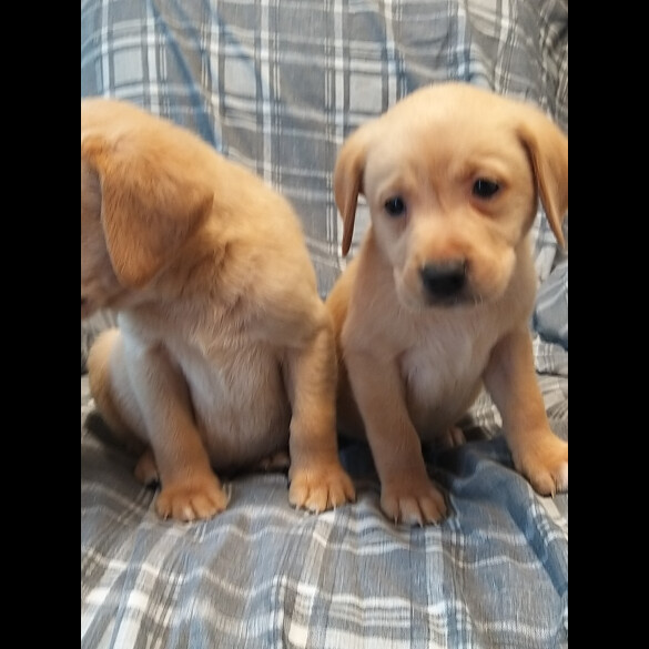 Labrador Retriever - Both