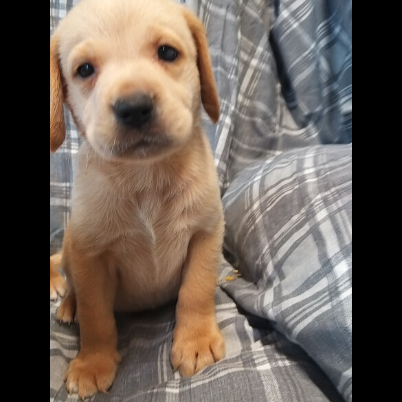 Labrador Retriever - Both