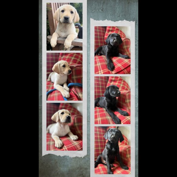 Labrador Retriever - Both