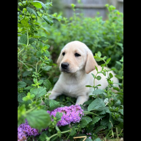 Labrador Retriever - Both