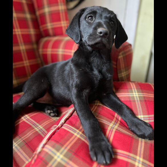 Labrador Retriever - Both