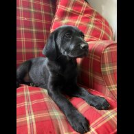 Labrador Retriever - Both