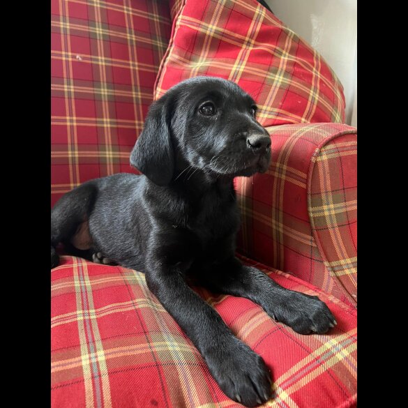 Labrador Retriever - Both