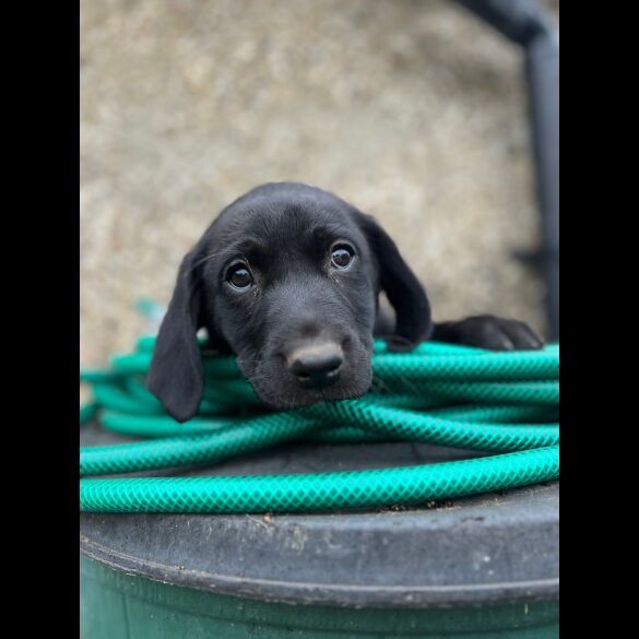 Labrador Retriever - Both