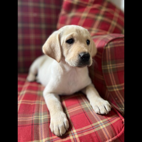 Labrador Retriever - Both