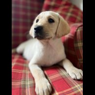 Labrador Retriever - Both