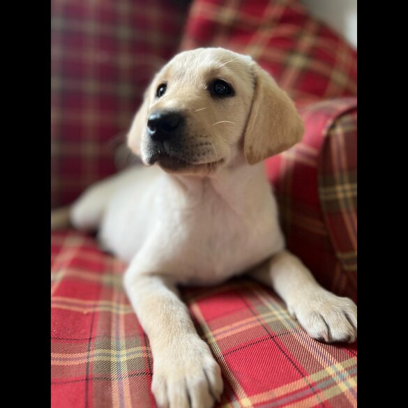 Labrador Retriever - Both