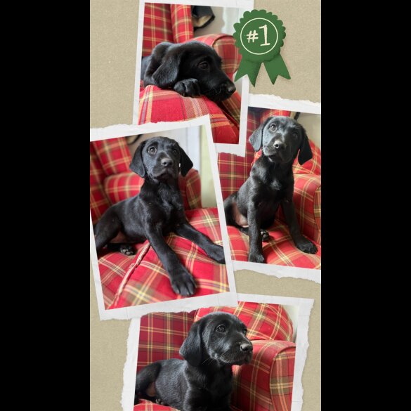 Labrador Retriever - Both