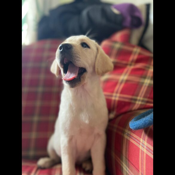 Labrador Retriever - Both