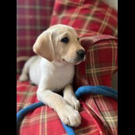 Labrador Retriever - Both
