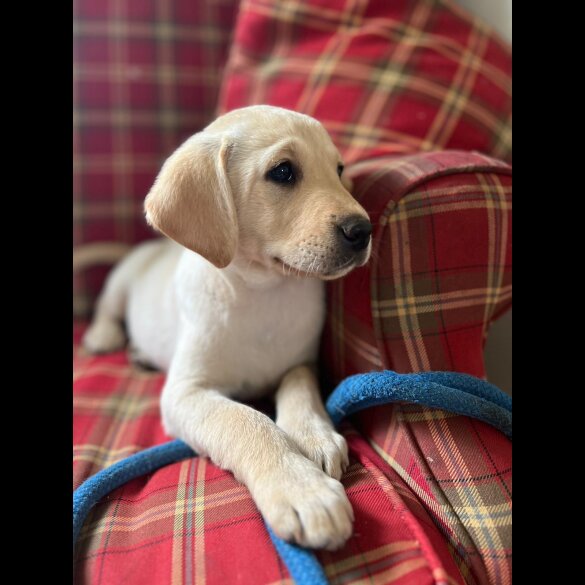 Labrador Retriever - Both
