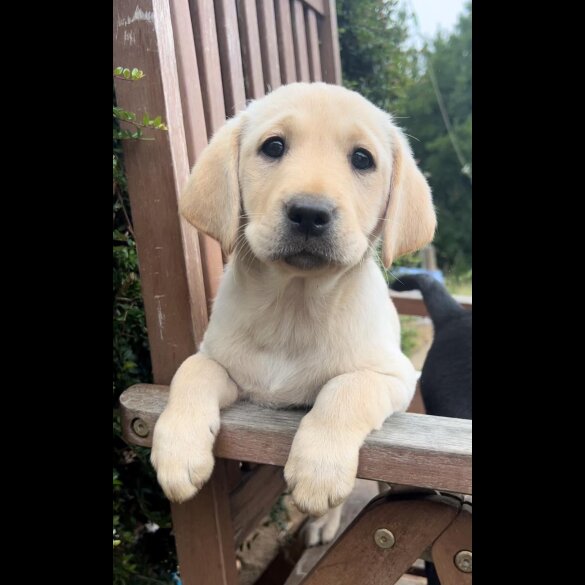 Labrador Retriever - Both