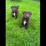 Labrador Retriever - Dogs