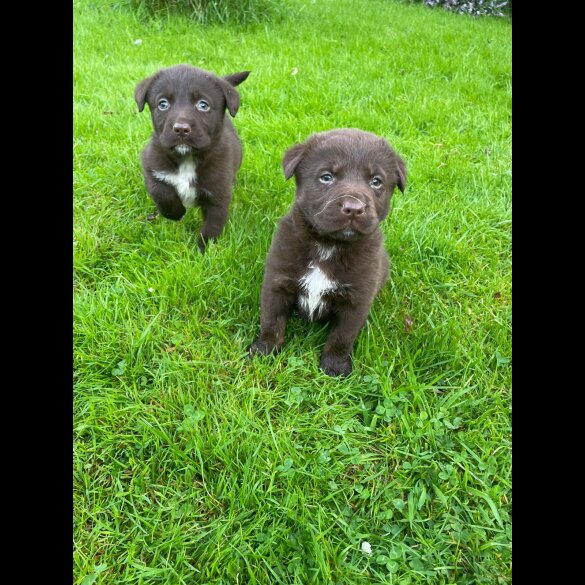 Labrador Retriever - Dogs