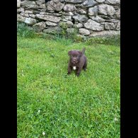 Labrador Retriever - Dogs