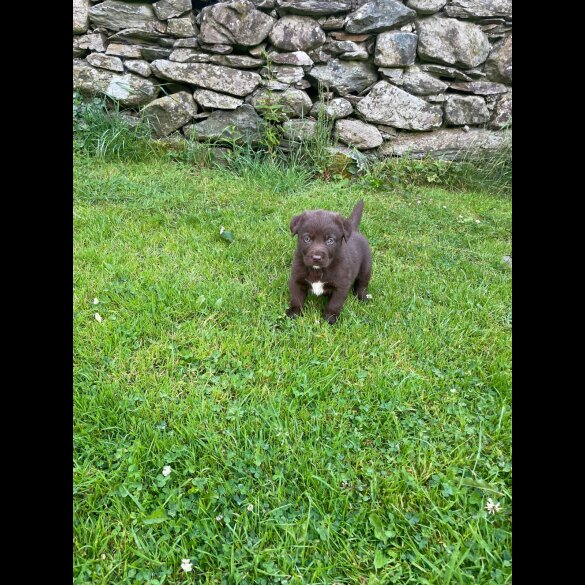 Labrador Retriever - Dogs