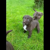 Labrador Retriever - Dogs
