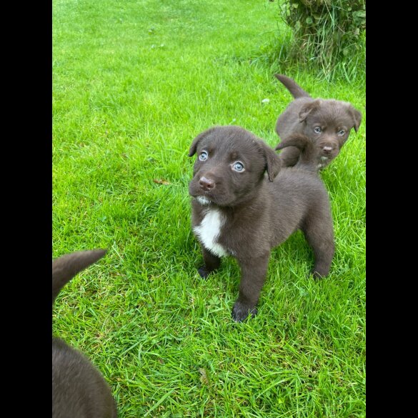 Labrador Retriever - Dogs