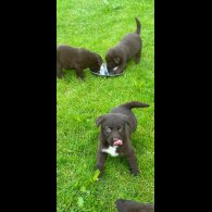 Labrador Retriever - Dogs