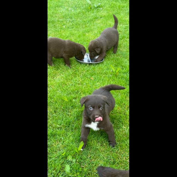 Labrador Retriever - Dogs