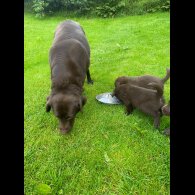 Labrador Retriever - Dogs