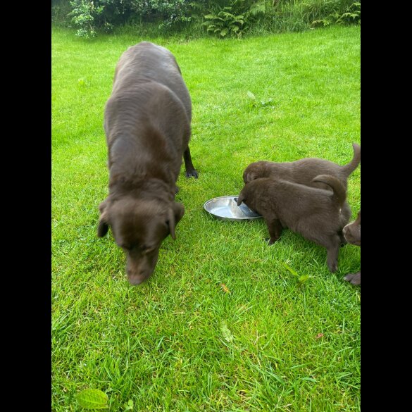 Labrador Retriever - Dogs