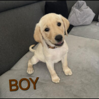 Labrador Retriever - Both