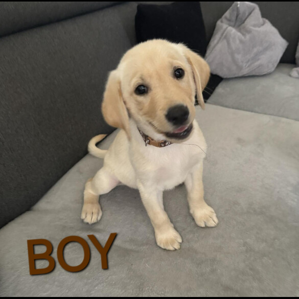 Labrador Retriever - Both