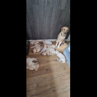 Labrador Retriever - Both