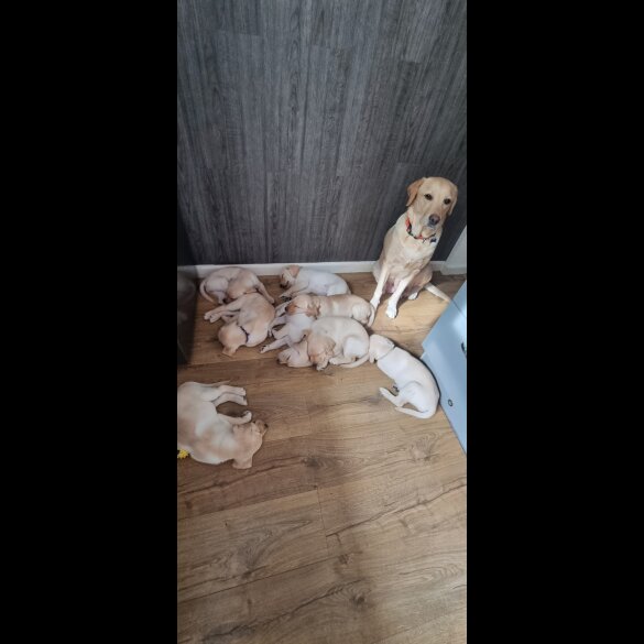 Labrador Retriever - Both