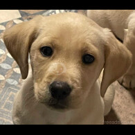 Labrador Retriever - Both