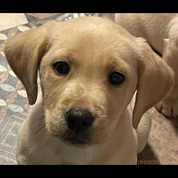 Labrador Retriever - Both