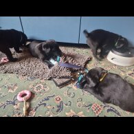 Labrador Retriever - Both
