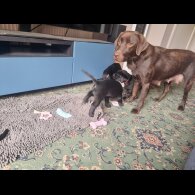 Labrador Retriever - Both