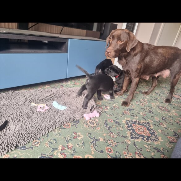 Labrador Retriever - Both