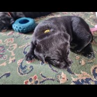 Labrador Retriever - Both