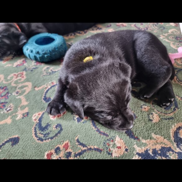 Labrador Retriever - Both