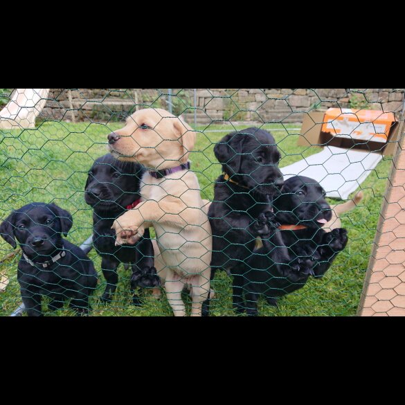 Labrador Retriever - Both