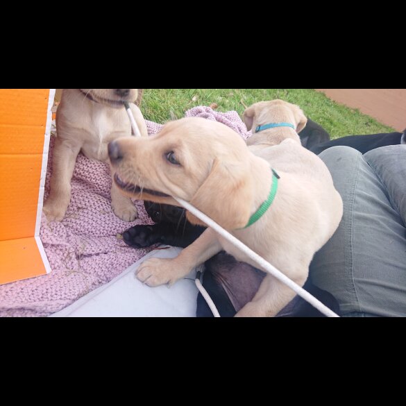 Labrador Retriever - Both