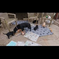 Labrador Retriever - Both