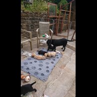 Labrador Retriever - Both
